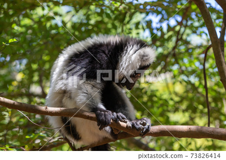 A black and white Vari Lemur looks quite curious 73826414