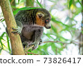 A lemur sits on a branch and watches the visitors to the national park 73826417