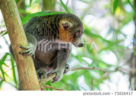 A lemur sits on a branch and watches the visitors to the national park 73826417