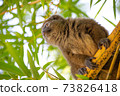 A bamboo lemur sits on a branch and watches the visitors to the national park 73826418