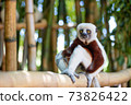 The Coquerel Sifaka in its natural environment in a national park on the island of Madagascar 73826422