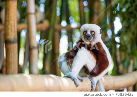 The Coquerel Sifaka in its natural environment in a national park on the island of Madagascar 73826422