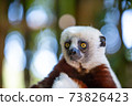 The Coquerel Sifaka in its natural environment in a national park on the island of Madagascar 73826423