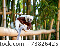 The Coquerel Sifaka in its natural environment in a national park on the island of Madagascar 73826425