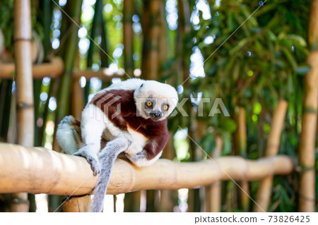 The Coquerel Sifaka in its natural environment in a national park on the island of Madagascar The Coquerel Sifaka in its natural environment in a national park on the island of Madagascar 73826425