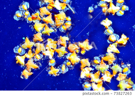 Abstract painting on blue background.Small seeds are different on the surface of the water. Abstract painting on blue background.Small seeds are different on the surface of the water. 73827263