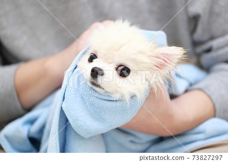 一個男人在給他的狗博美犬洗頭後用毛巾擦水 一個男人在給他的狗博美犬洗頭後用毛巾擦水 73827297