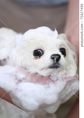 A man who shampoos his dog Pomeranian in the bathroom to keep it clean A man who shampoos his dog Pomeranian in the bathroom to keep it clean 73827499