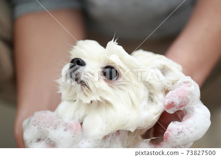 A man who shampoos his dog Pomeranian in the bathroom to keep it clean 73827500