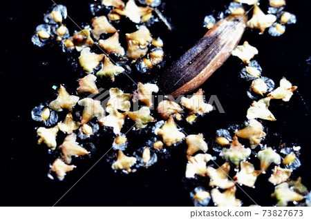 abstract painting on black background.Small seeds are different and one large object lies on the surface of the water. Closeup 73827673