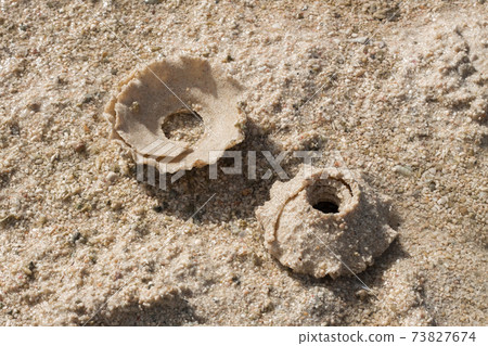 A sand bowl for spawning snails. In English, sand color and shellfish are called necklace shells and moon snails. 73827674