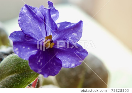 非洲藍花，房間裡的花後 73828303