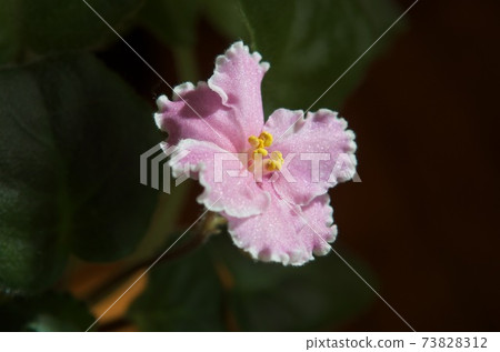 室內花皇后非洲菊，粉紅色的花，品種名稱瑪麗蓮 73828312