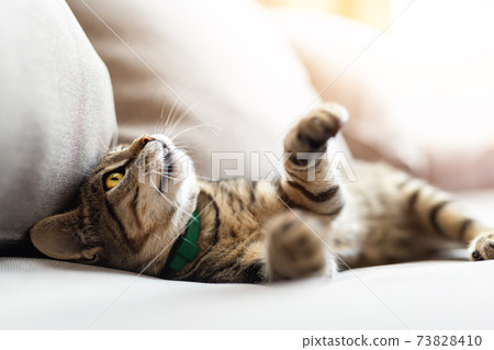 Cute little playful fluffy little tabby cat relaxing enjoy lying, playing and dreaming on cozy soft armchair at backyard in warm sunset lights. Funny happy domestic pet sleeping on sofa at yard Cute little playful fluffy little tabby cat relaxing enjoy lying, playing and dreaming on cozy soft armchair at backyard in warm sunset lights. Funny happy domestic pet sleeping on sofa at yard 73828410