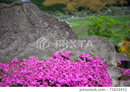 Kamoshirano Shiba Zakura Kamoshirano Shiba Zakura 73828452