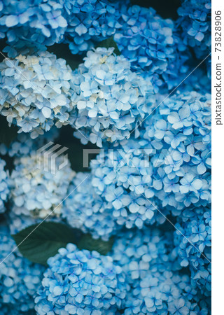 屏幕上滿是藍色的繡球花 73828906