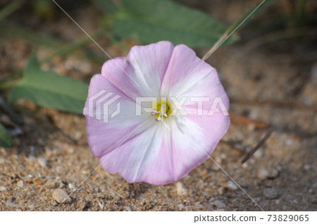 Morning glory morning glory growing on the lawn Morning glory morning glory growing on the lawn 73829065