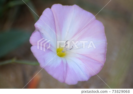 Morning glory morning glory growing on the lawn Morning glory morning glory growing on the lawn 73829068