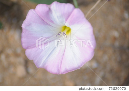 Morning glory morning glory growing on the lawn Morning glory morning glory growing on the lawn 73829070