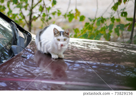 White cat on a burgundy car White cat on a burgundy car 73829156