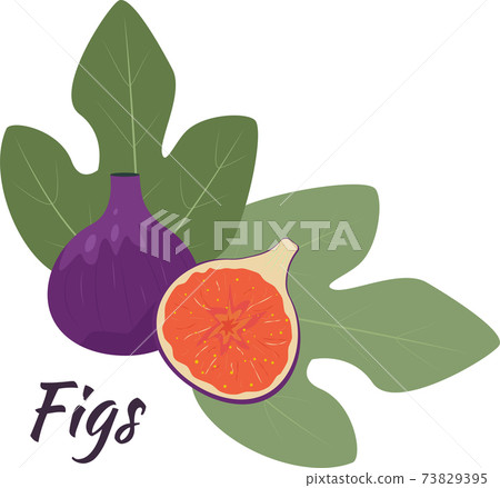 Fig fruits on a white background, editable object. Figs whole and cut in half with leaves. Isolated object. Fig fruits on a white background, editable object. Figs whole and cut in half with leaves. Isolated object. 73829395