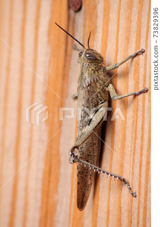 Gray Locust on a wood board Gray Locust on a wood board 73829396