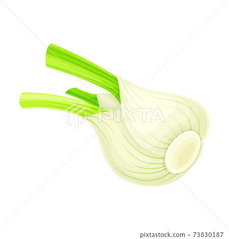 Florence Fennel or Finocchio Bulb as Raw Crisp Vegetable Vector Illustration Florence Fennel or Finocchio Bulb as Raw Crisp Vegetable Vector Illustration 73830187