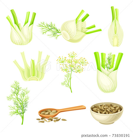 Florence Fennel or Finocchio with Swollen, Bulb-like Stem and Small Fruits Vector Set Florence Fennel or Finocchio with Swollen, Bulb-like Stem and Small Fruits Vector Set 73830191