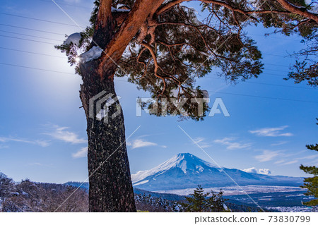 (Yamanashi Prefecture) Pine and Mt. Fuji that can withstand wind and snow 73830799