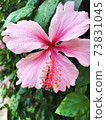 Bright pink large flower of hibiscus. Hibiscus rose sinensis. on green leaves natural background. Haifa. Israel. 73831045