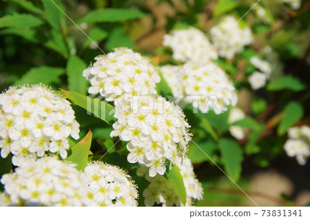 Kodemari Kotemari Kodemari Kotemari 73831341