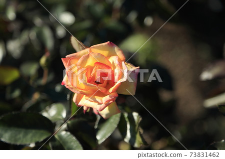 Arao City Ominous Citizen Flower Bed Rose Flower, Arao City Ominous Citizen Flower Bed Rose Flower, 73831462