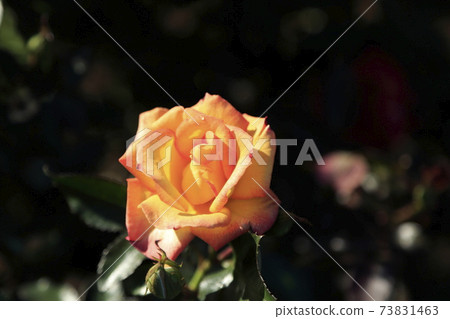 Arao City Ominous Citizen Flower Bed Rose Flower, Arao City Ominous Citizen Flower Bed Rose Flower, 73831463