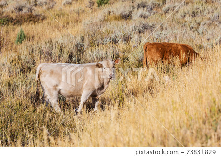 White cow White cow 73831829