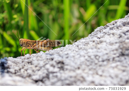 Migratory locust (brown) Hiraodai, Kitakyushu City, Fukuoka Prefecture 73831929