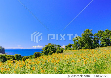 大分縣高田市豐崎鼻子的向日葵田 73832079