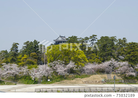 Okazaki Park Sakura Festival, Aichi Prefecture (2020) Okazaki Park Sakura Festival, Aichi Prefecture (2020) 73832189