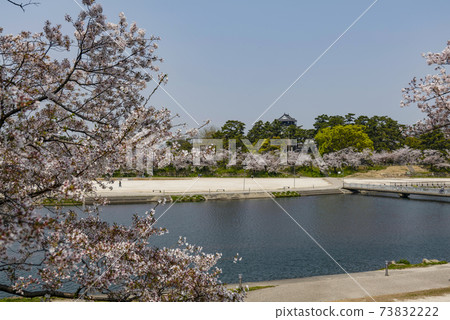 Okazaki Park Sakura Festival, Aichi Prefecture (2020) Okazaki Park Sakura Festival, Aichi Prefecture (2020) 73832222