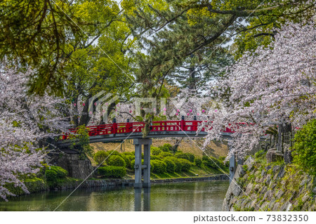 Okazaki Park Sakura Festival (Aichi Prefecture) Okazaki Park Sakura Festival (Aichi Prefecture) 73832350