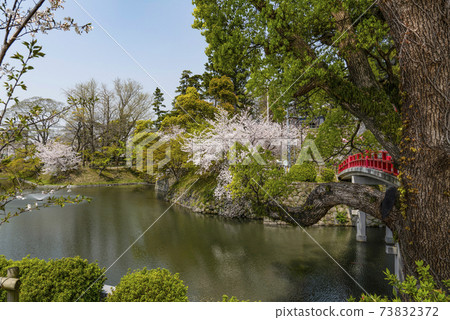 岡崎公園櫻花祭(愛知縣) 岡崎公園櫻花祭(愛知縣) 73832372