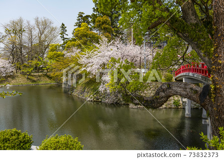 岡崎公園櫻花祭（愛知縣） 73832373