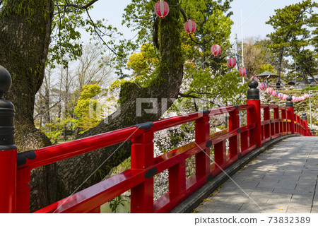 岡崎公園櫻花祭(愛知縣) 岡崎公園櫻花祭(愛知縣) 73832389
