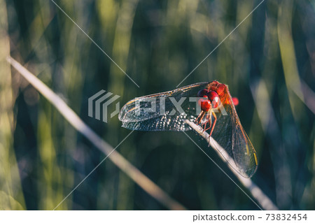 red dragonfly seen up close in a field a sunny day. 73832454