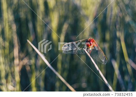 red dragonfly seen up close in a field a sunny day. 73832455