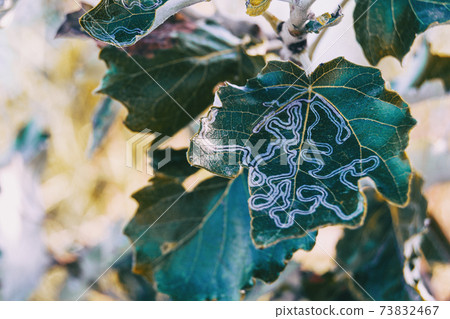 a leaf of a bush damaged by a leafminer. 73832467
