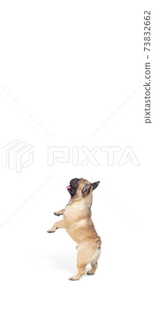 Young French Bulldog is posing. Cute doggy or pet is playing, running and looking happy isolated on white background. 73832662