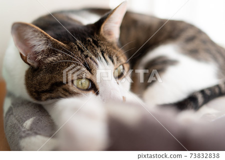 放鬆的貓野雞貓 73832838
