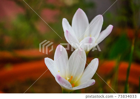 Two Crocus Vernus flowers in full bloom Two Crocus Vernus flowers in full bloom 73834033