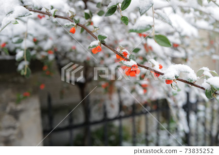 Snow europe Snow europe 73835252