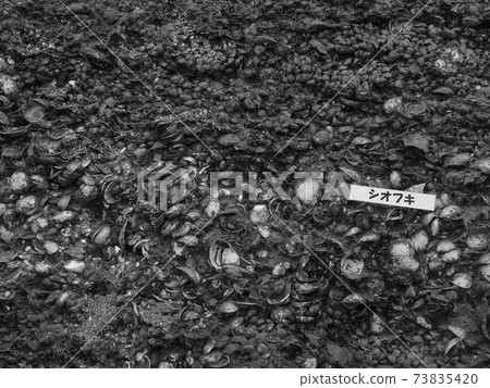 日本最大的貝殼s 日本最大的貝殼s 73835420